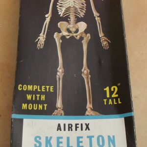 Human Skeleton