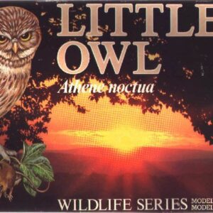 Little Owl